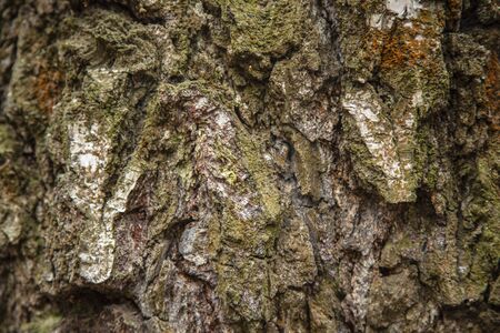 bark of an old tree in the forest