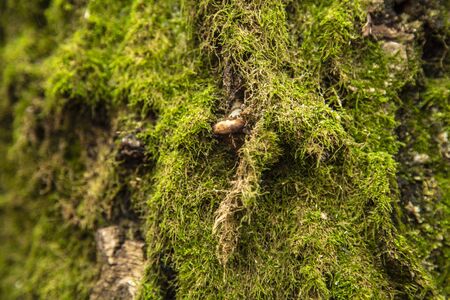 old tree bark in the forestの写真素材
