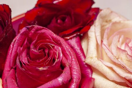 beautiful red and white rose budsの写真素材