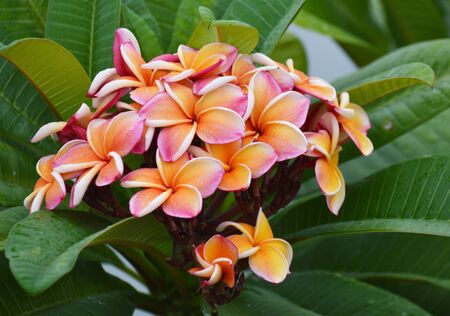 Pink plumeria on the plumeria tree.の写真素材
