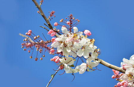 Pink,white, flower of Wishing tree, cassia bakeriana craib Tree, Kanlapaphruek flowersの写真素材