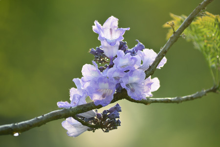 Purple, flower of Wishing tree, cassia bakeriana craib Tree,