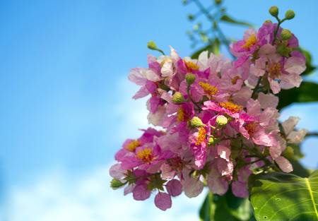 Background, beauty, blue, flowers,pink, purple, skyの写真素材