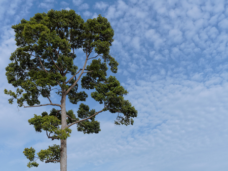 Big Dipterocarpus with sky background and spaceの写真素材