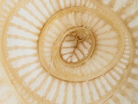 The section surface of the banana tree show abstract curve and texture in nature