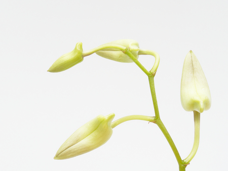 Branch of white orchid flower bud isolated on whtie backgroundの写真素材