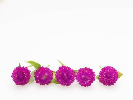 Purple and pink Globe Amaranth flower laid in horizontal line on white backgroundの写真素材