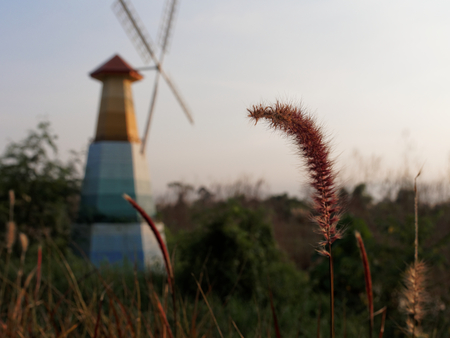 Grass flower in sunset time with a windmill and sky background in rural areaの写真素材