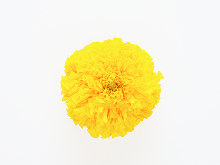 Yellow marigold flower isolated on white backgroundの写真素材