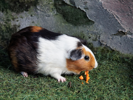 Black, brown, and white Guinea pig eating orange carrot in the zooの写真素材