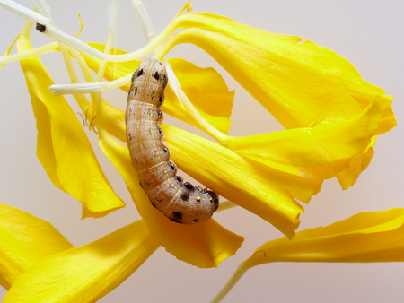 Brown and black worm or caterpillar eating petals of yellow marigold flower in backgroundの写真素材