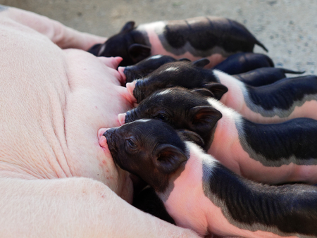 Pink and black newborn pig suck up milk from mother pig in the farmの写真素材