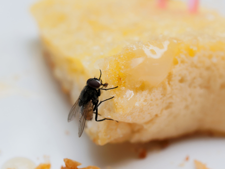 House flies on bread with butter with pink plastic fork sticking on over white plateの写真素材