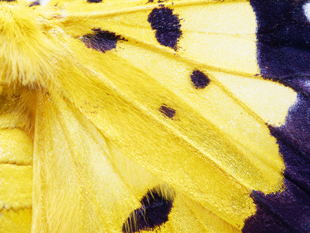 Yellow, black, and white moth in close up of wing, abdomen, and thorax isolated on white backgroundの写真素材