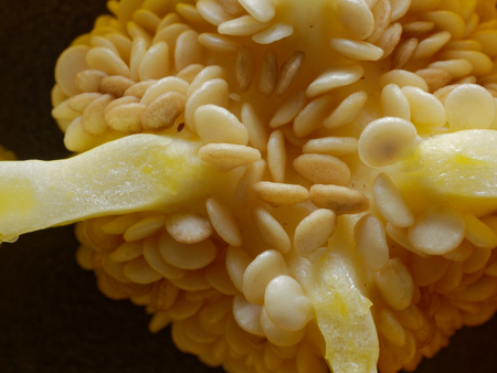Close up shot of seed and placenta of cut yellow bell pepper or capsicum over dark backgroundの写真素材