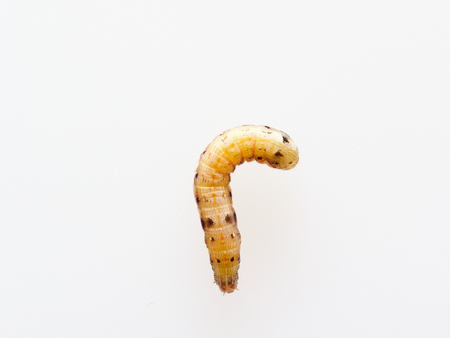 Brown and black worm or caterpillar isolated on white background