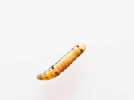 Brown and black worm or caterpillar isolated on white backgroundの写真素材