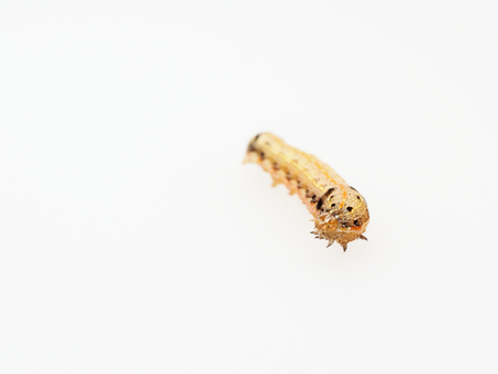 Brown and black worm or caterpillar isolated on white backgroundの写真素材