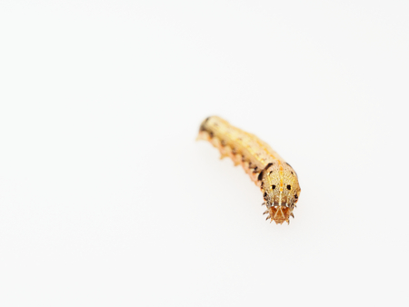 Brown and black worm or caterpillar isolated on white backgroundの写真素材