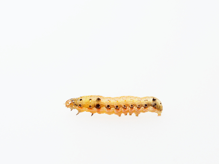 Brown and black worm or caterpillar isolated on white backgroundの写真素材