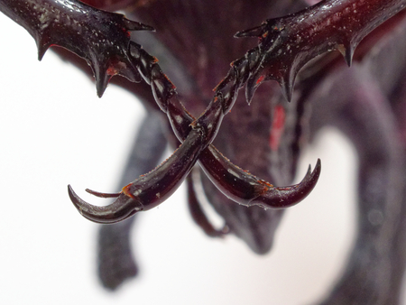 Cross legs of fighting or rhinoceros beetle locking neck of black toy dinosaur isolated on white backgroundの写真素材