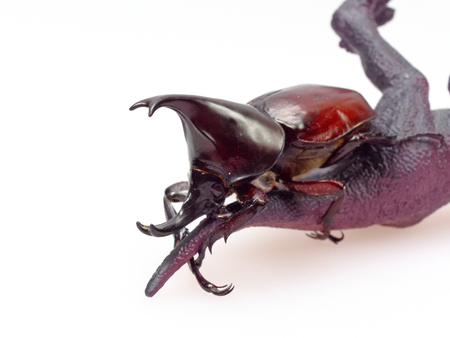 Fighting or rhinoceros beetle isolated on white background