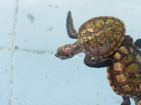 Baby Sea turtles swimming in nursery pond or aquarium in conservation center