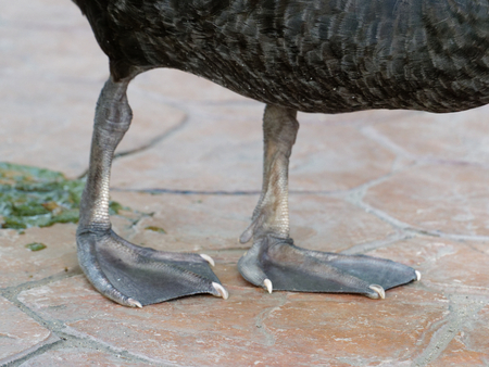 Black swan web feet and legs shot close up with poo in a farmの写真素材