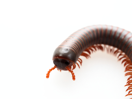 Millipedes, insect with long body and many legs look like centipedes, worm, or train