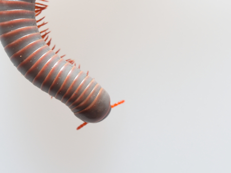 Millipedes, insect with long body and many legs look like centipedes, worm, or trainの写真素材
