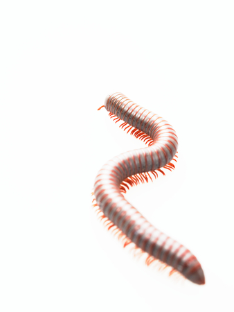 Millipedes, insect with long body and many legs look like centipedes, worm, or trainの写真素材