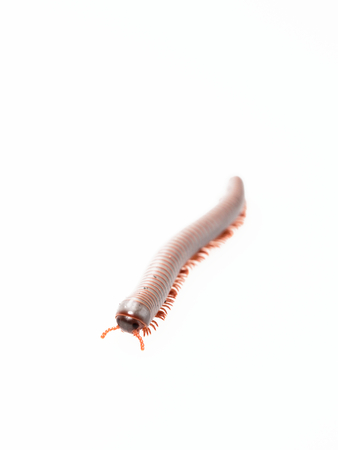Millipedes, insect with long body and many legs look like centipedes, worm, or train
