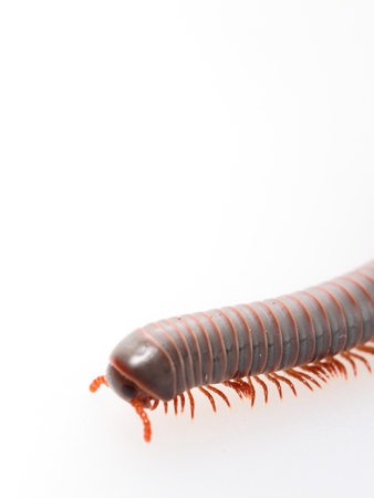 Millipedes, insect with long body and many legs look like centipedes, worm, or trainの写真素材