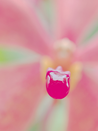 Close up shot of rain drop on lip of pink orchid flower over blurred column, petals and sepals background show concepts of calm and relaxationの写真素材