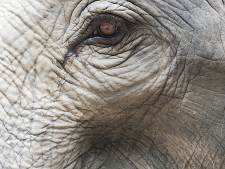 Close up shot of elephants eye with parts of head, ear, neck, and trunk with natural wrinkled texture show concept of loneliness, tiredness, and hopelessの写真素材
