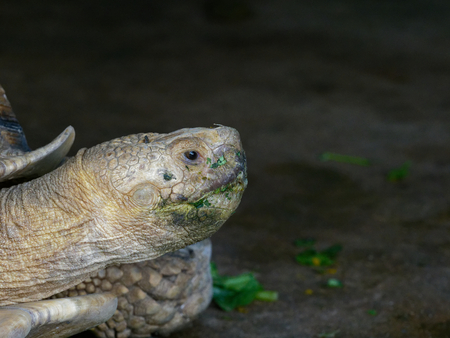 Giant African spurred or Sulcata tortoise with green mouth by eating vegetable in close up looking...