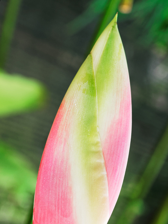 Bud of red torch ginger flower, which overlap from base to top, show texture and abstraction of nature in close upの写真素材