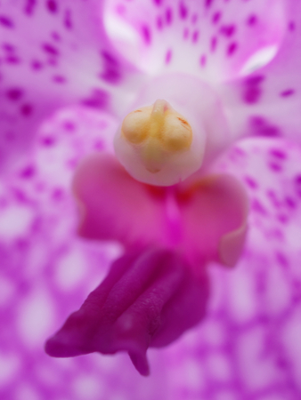 Column of purple and white orchid flower with two yellow spots, which look like animal eyes, over...