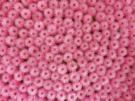 Pink artificial plastic flowers made as offering to Buddha arranged in semi circle used as background, pattern, or texture in religious themeの写真素材
