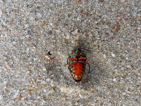 Upside down rainbow shield bug rolls onto its back over sand on beach background, which is sign that the bug is going to dieの写真素材