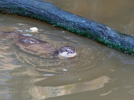 Brown wet otter hunting and eating fish nearby a log in the pondの写真素材
