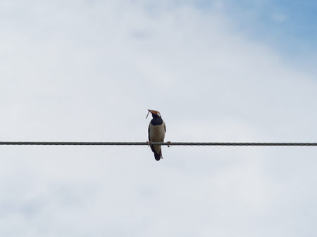 Common myna bird standing or perching on wire rope or cable sling with dry grass or straw in the mouth over blue sky backgroundの写真素材