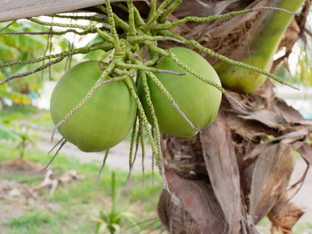 Fresh cluster of green coconut on the tree in close up over farm backgroundの写真素材