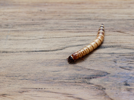 A super or giant worm over dark wooden surface used as background in exotic pet food, insect,...