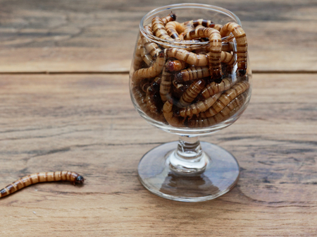 A super worm and group of super worms inside small brandy glass over dark wooden surface used as background in exotic pet food, insect, Halloween, celebration, decoration, scary, and haunting conceptsの写真素材