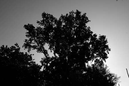 Black Treeの写真素材