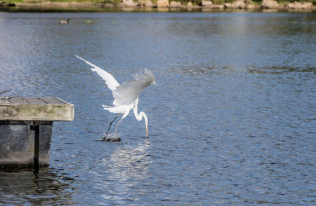 Great Egret Diving for a fish.の写真素材