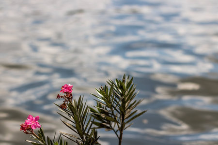 Flowers with a blurred lake backdrop.の写真素材