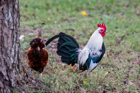 Chicken grazing in the grass.