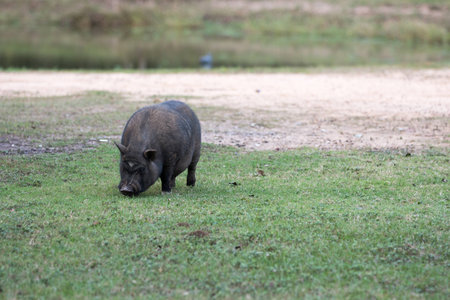 Black pig grazing in the grass.